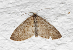 The Seraphim (Lobophora halterata)