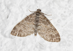 The Seraphim (Lobophora halterata)