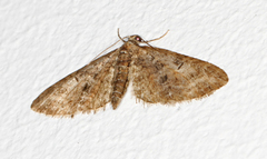 Vårdvergmåler (Eupithecia abbreviata)