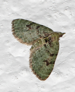 The V-Pug (Chloroclystis v-ata)