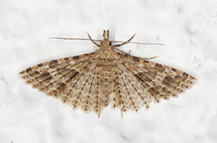 Many-plumed Moth (Alucita hexadactyla)