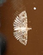 Kaprifolfingermøll (Alucita hexadactyla)