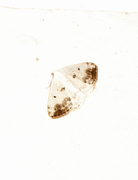 Clouded Silver (Lomographa temerata)