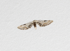 Hvit dvergmåler (Eupithecia centaureata)