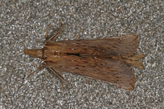 Nebbspinner (Pterostoma palpina)