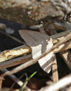 Bregnemåler (Petrophora chlorosata)