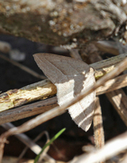 Brown Silver-line (Petrophora chlorosata)
