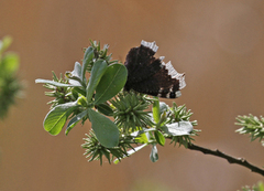 Sørgekåpe (Nymphalis antiopa)