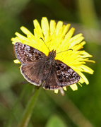 Dingy Skipper (Erynnis tages)