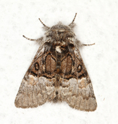 Nut-tree Tussock (Colocasia coryli)