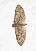 Oak-tree Pug (Eupithecia dodoneata)