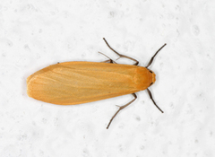 Orange Footman (Eilema sororcula)