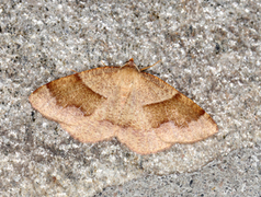 Barred Umber (Plagodis pulveraria)