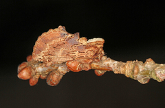 Coxcomb Prominent (Ptilodon capucina)