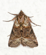 The Spectacle (Abrostola tripartita)