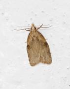 Common Tortrix (Capua vulgana)