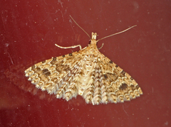 Many-plumed Moth (Alucita hexadactyla)