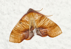 Scorched Wing (Plagodis dolabraria)
