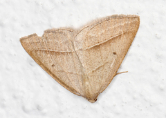 Brown Silver-line (Petrophora chlorosata)