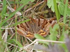 Burnet Companion (Euclidia glyphica)