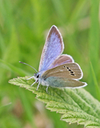 Green-underside Blue (Glaucopsyche alexis)
