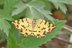 Speckled Yellow (Pseudopanthera macularia)
