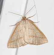 Brown Silver-line (Petrophora chlorosata)