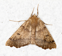 Scalloped Hazel (Odontopera bidentata)