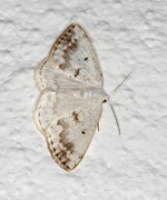 Clouded Silver (Lomographa temerata)