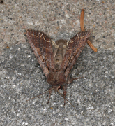 Brunt lundfly (Lacanobia suasa)