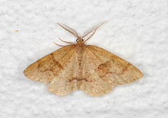 Barred Umber (Plagodis pulveraria)