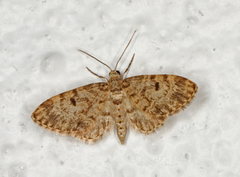 Grandvergmåler (Eupithecia tantillaria)