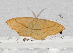 Bøkeløvmåler (Cyclophora linearia)