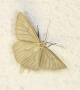 Black-veined Moth (Siona lineata)