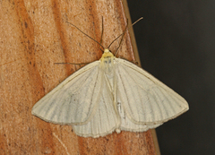 Black-veined Moth (Siona lineata)