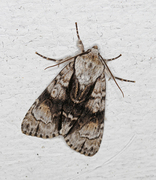 Orekveldfly (Acronicta alni)