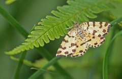 Speckled Yellow (Pseudopanthera macularia)