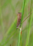 Garden Grass-veneer (Chrysoteuchia culmella)