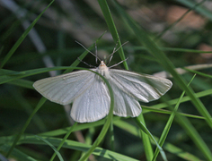 Ribbemåler (Siona lineata)