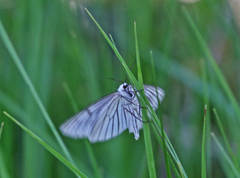 Black-veined Moth (Siona lineata)