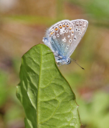 Common Blue (Polyommatus icarus)