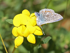 Common Blue (Polyommatus icarus)