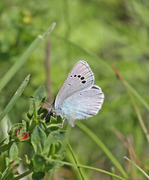 Green-underside Blue (Glaucopsyche alexis)