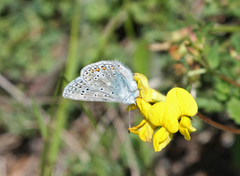 Common Blue (Polyommatus icarus)
