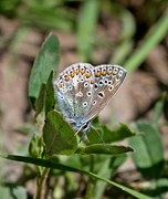 Common Blue (Polyommatus icarus)
