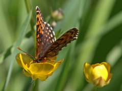 False-heath Fritillary (Melitaea diamina)