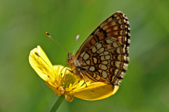 False-heath Fritillary (Melitaea diamina)