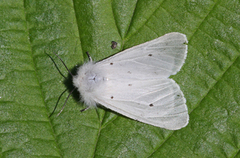 Muslin Moth (Diaphora mendica)