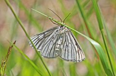 Ribbemåler (Siona lineata)