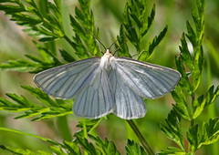Black-veined Moth (Siona lineata)